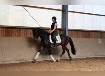 Hannoveraner, Wallach, 5 Jahre, 169 cm, Schwarzbrauner