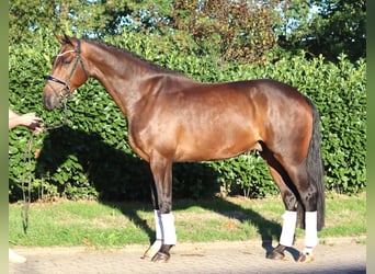 Hannoveraner, Wallach, 5 Jahre, 170 cm, Brauner