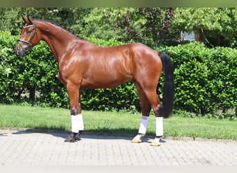 Hannoveraner, Wallach, 5 Jahre, 170 cm, Brauner