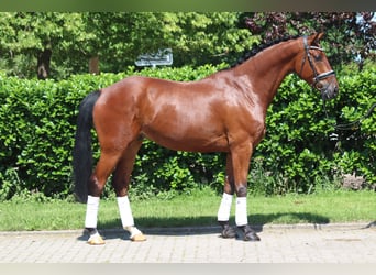 Hannoveraner, Wallach, 5 Jahre, 170 cm, Brauner