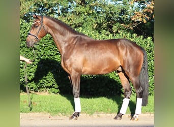 Hannoveraner, Wallach, 5 Jahre, 170 cm, Brauner