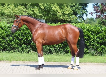 Hannoveraner, Wallach, 5 Jahre, 170 cm, Brauner