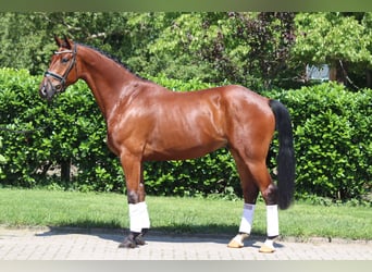 Hannoveraner, Wallach, 5 Jahre, 170 cm, Brauner