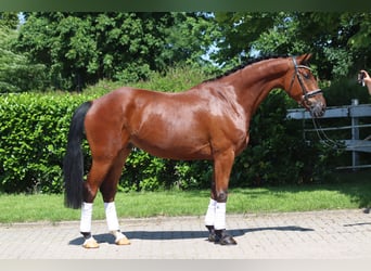 Hannoveraner, Wallach, 5 Jahre, 170 cm, Brauner