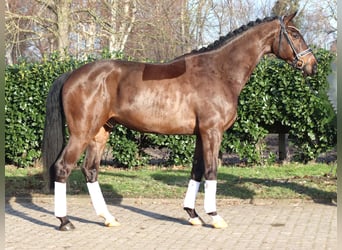 Hannoveraner, Wallach, 5 Jahre, 170 cm, Brauner