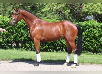 Hannoveraner, Wallach, 5 Jahre, 170 cm, Brauner