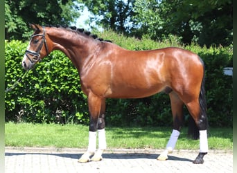 Hannoveraner, Wallach, 5 Jahre, 170 cm, Brauner