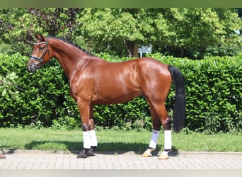 Hannoveraner, Wallach, 5 Jahre, 170 cm, Brauner