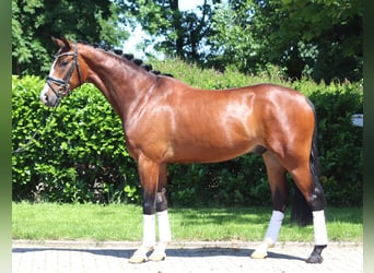 Hannoveraner, Wallach, 5 Jahre, 170 cm, Brauner