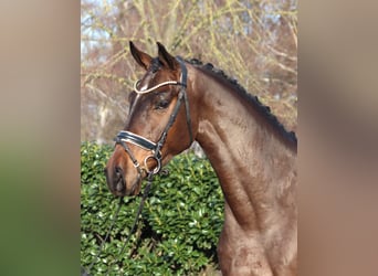 Hannoveraner, Wallach, 5 Jahre, 170 cm, Brauner