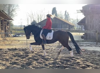 Hannoveraner, Wallach, 5 Jahre, 170 cm, Brauner