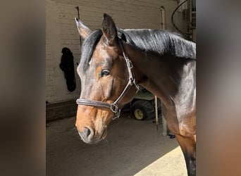 Hannoveraner, Wallach, 5 Jahre, 170 cm, Brauner