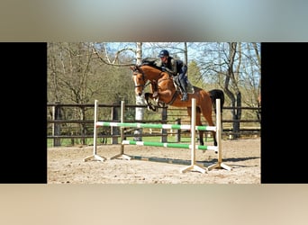 Hannoveraner, Wallach, 5 Jahre, 170 cm, Brauner