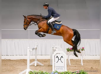 Hannoveraner, Wallach, 5 Jahre, 170 cm, Brauner