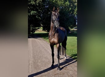 Hannoveraner, Wallach, 5 Jahre, 170 cm