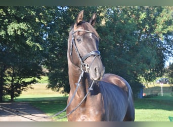 Hannoveraner, Wallach, 5 Jahre, 170 cm