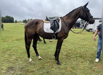 Hannoveraner, Wallach, 5 Jahre, 170 cm