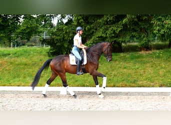 Hannoveraner, Wallach, 5 Jahre, 170 cm, Dunkelbrauner