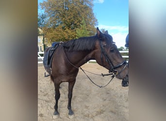 Hannoveraner, Wallach, 5 Jahre, 170 cm, Dunkelbrauner