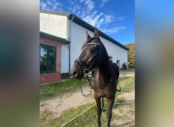 Hannoveraner, Wallach, 5 Jahre, 170 cm, Dunkelbrauner