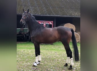 Hannoveraner, Wallach, 5 Jahre, 170 cm, Dunkelbrauner