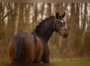 Hannoveraner, Wallach, 5 Jahre, 170 cm, Dunkelbrauner