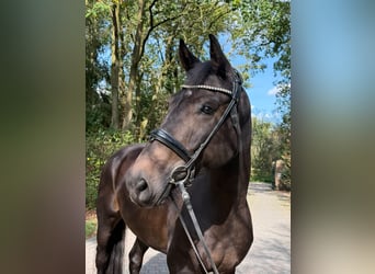 Hannoveraner, Wallach, 5 Jahre, 170 cm, Dunkelbrauner