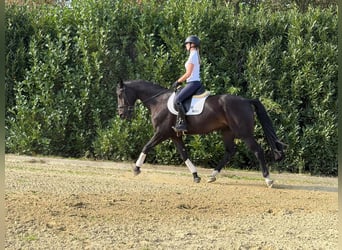 Hannoveraner, Wallach, 5 Jahre, 170 cm, Dunkelbrauner