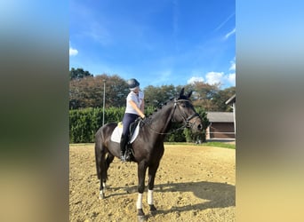 Hannoveraner, Wallach, 5 Jahre, 170 cm, Dunkelbrauner