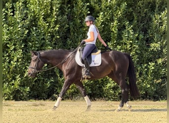 Hannoveraner, Wallach, 5 Jahre, 170 cm, Dunkelbrauner