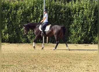 Hannoveraner, Wallach, 5 Jahre, 170 cm, Dunkelbrauner