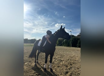 Hannoveraner, Wallach, 5 Jahre, 170 cm, Dunkelbrauner