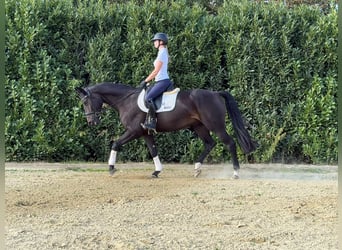 Hannoveraner, Wallach, 5 Jahre, 170 cm, Dunkelbrauner