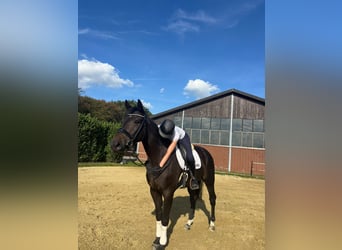 Hannoveraner, Wallach, 5 Jahre, 170 cm, Dunkelbrauner
