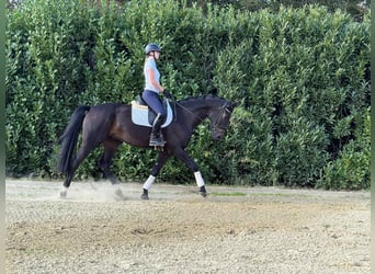 Hannoveraner, Wallach, 5 Jahre, 170 cm, Dunkelbrauner