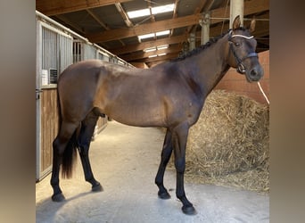 Hannoveraner, Wallach, 5 Jahre, 170 cm, Dunkelbrauner
