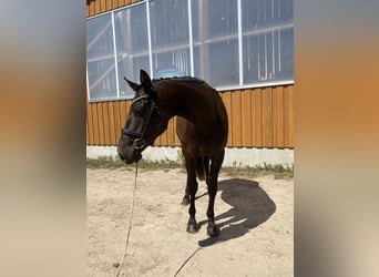 Hannoveraner, Wallach, 5 Jahre, 170 cm, Dunkelbrauner