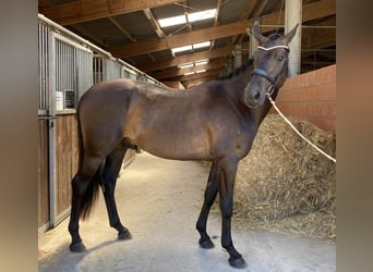 Hannoveraner, Wallach, 5 Jahre, 170 cm, Dunkelbrauner