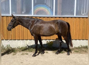 Hannoveraner, Wallach, 5 Jahre, 170 cm, Dunkelbrauner