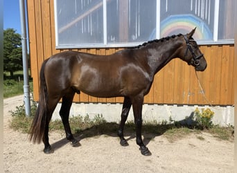 Hannoveraner, Wallach, 5 Jahre, 170 cm, Dunkelbrauner