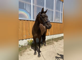 Hannoveraner, Wallach, 5 Jahre, 170 cm, Dunkelbrauner