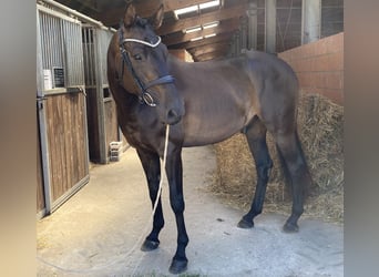 Hannoveraner, Wallach, 5 Jahre, 170 cm, Dunkelbrauner