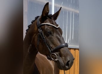 Hannoveraner, Wallach, 5 Jahre, 170 cm, Dunkelbrauner