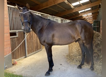Hannoveraner, Wallach, 5 Jahre, 170 cm, Dunkelbrauner