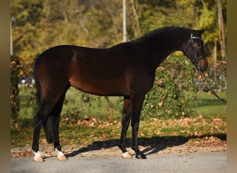 Hannoveraner, Wallach, 5 Jahre, 170 cm, Dunkelbrauner