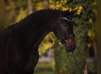 Hannoveraner, Wallach, 5 Jahre, 170 cm, Dunkelbrauner