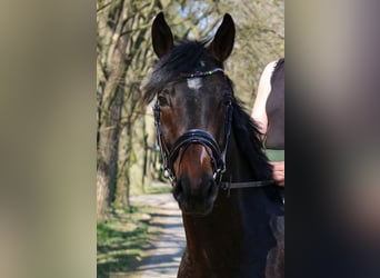 Hannoveraner, Wallach, 5 Jahre, 170 cm, Dunkelbrauner