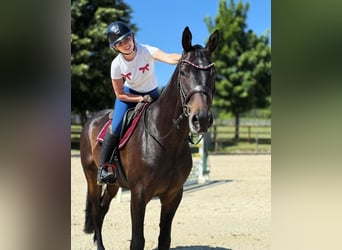 Hannoveraner, Wallach, 5 Jahre, 170 cm, Dunkelbrauner