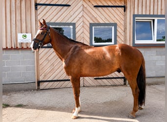 Hannoveraner, Wallach, 5 Jahre, 170 cm, Dunkelfuchs