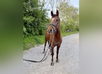 Hannoveraner, Wallach, 5 Jahre, 170 cm, Dunkelfuchs